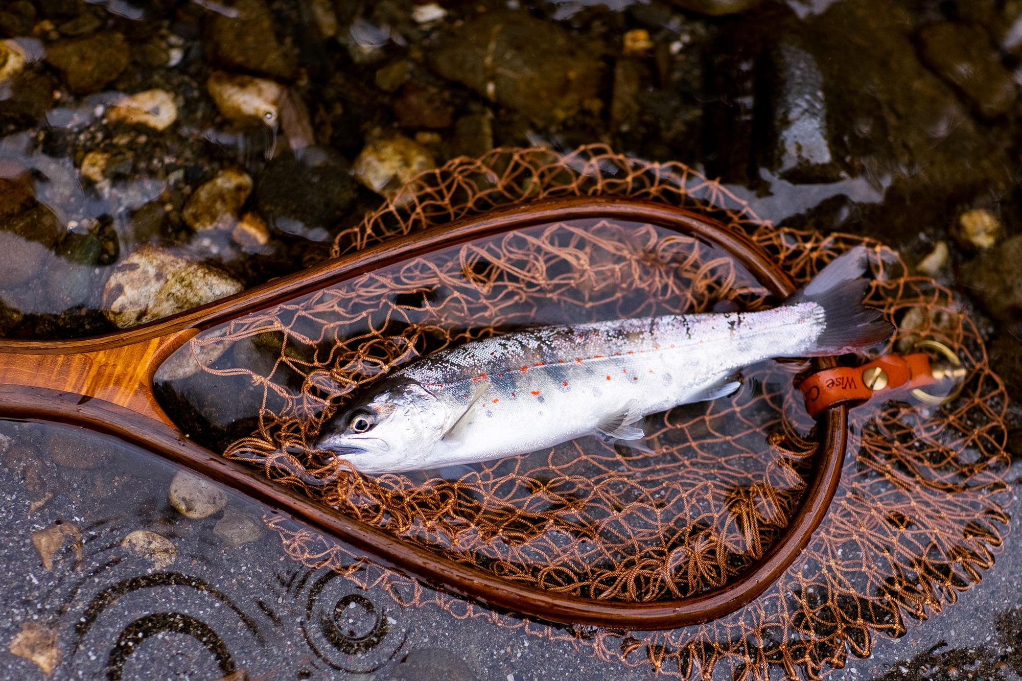 Phishing