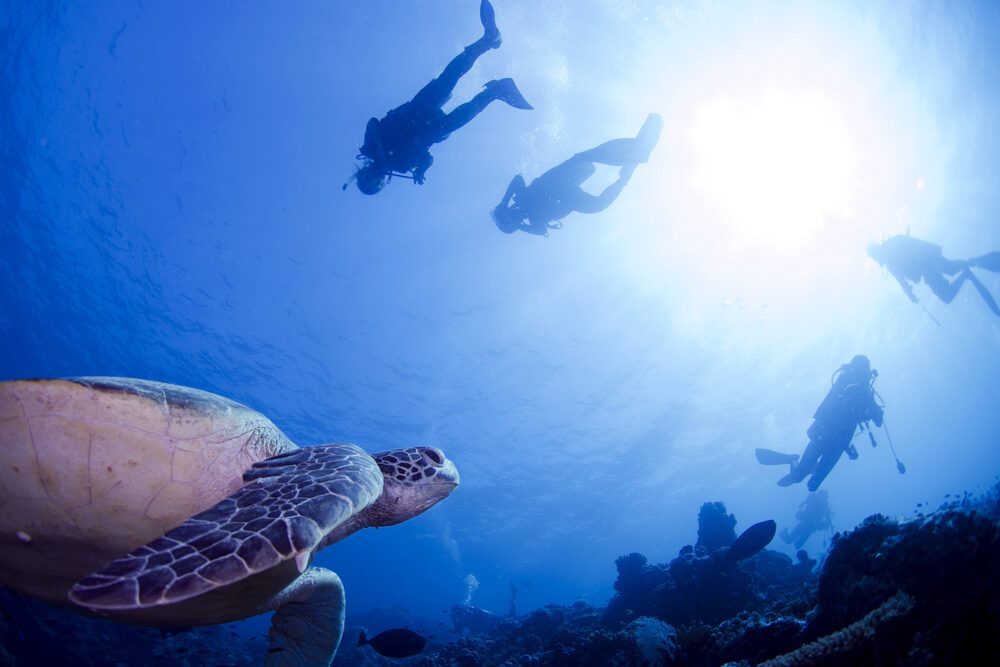 Kashiwajima, a hidden paradise in Shikoku, a "dive journey" given to those who seek extraordinary life